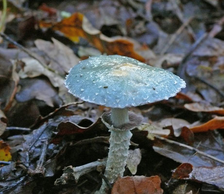 Stropharia aeruginosa - Kopergroenzwam