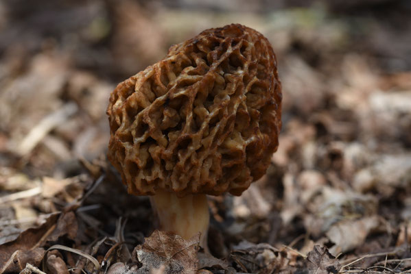 Morchella dunensis - Duinmorielje