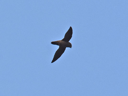 Chapman's Swift