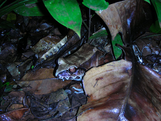 Leptodactylus pentadactylus - Smoky Jungle Frog, South American Bullfrog