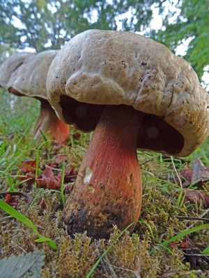 Rubroboletus legaliae - Fraaie roodnetboleet