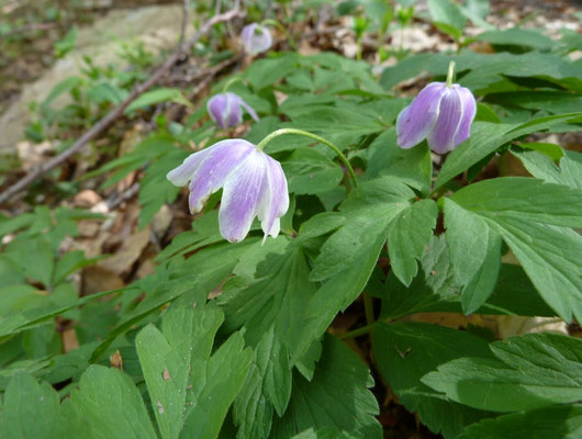 Anemone nemorosa