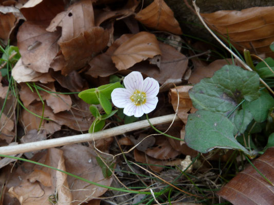 Oxalis acetosella - Witte klaverzuring