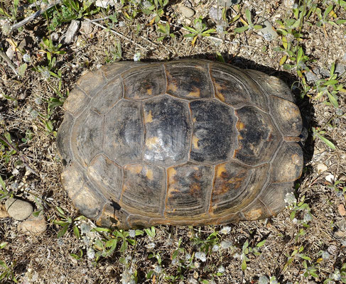 Moorse Landschildpad