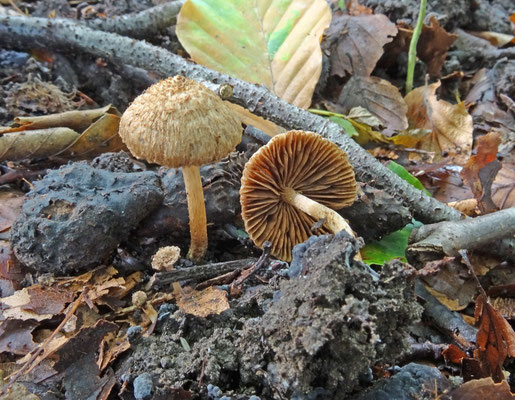 Inocybe cincinnata - Violetbruine vezelkop