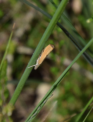 Agriphila tristella - Variabele grasmot