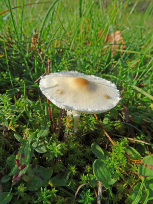 duinparasolzwam