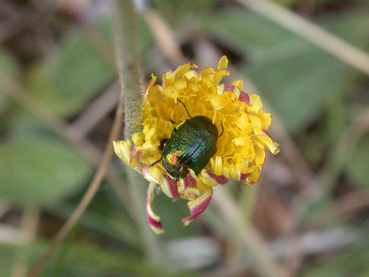 Cryptocephalus sericeus