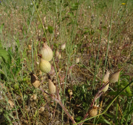 Kegelsilene