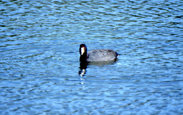 American Coot