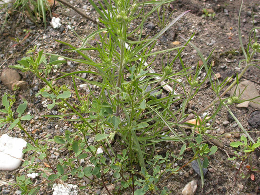 Plantago arenaria - Zandweegbree