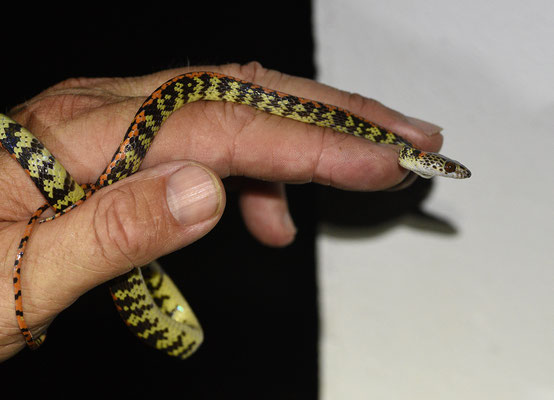 Siphlophis cervinus - Gevlekte Roodrugliaanslang