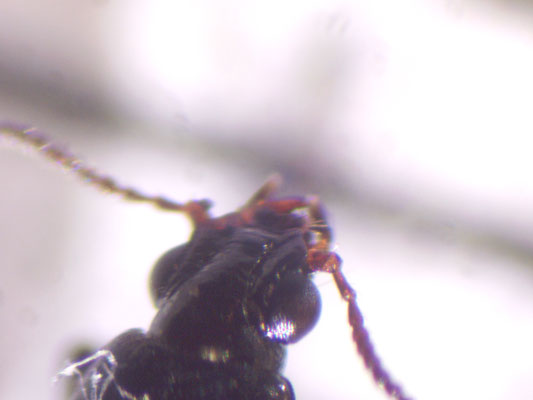 Dyschirius salinus - Zoutgravertje