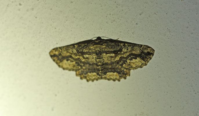 Menophra japygiaria