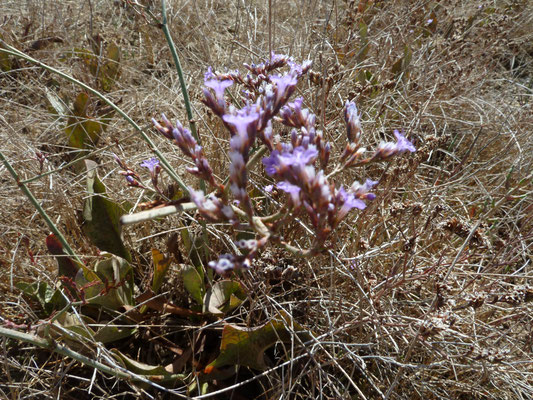 Limonium vulgare- Lamsoor