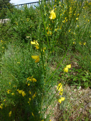 Genista tinctoria - Verfbrem