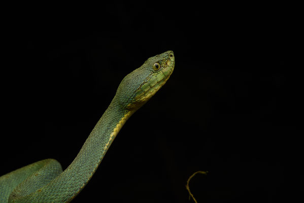 Bothriopsis bilineata bilineata - Groene Boomlanspuntslang (Papegaaislang)