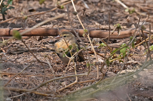 Euplectes franciscanus - Orange (Northern Red) Bishop