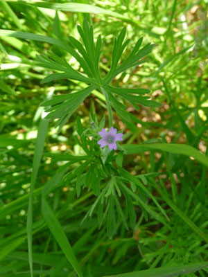 Geranium dissectum - Slibbladige ooievaarsbek