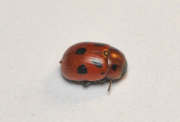  Gonioctena fornicata
