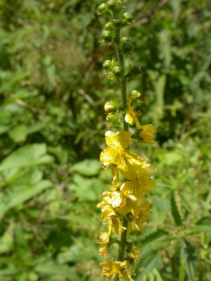 Agrimonia eupatoria - Agrimonie