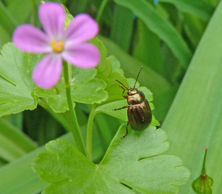 Chrysolina americana - Rozemarijngoudhaantje