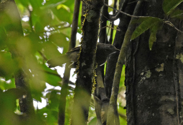 Buff-throated Foliagecleaner