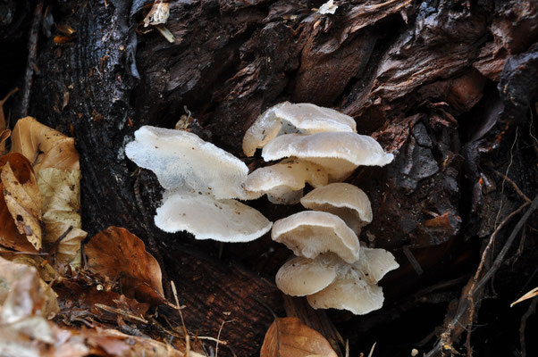 Pseudohydnum gelatinosum - Stekeltrilzwam