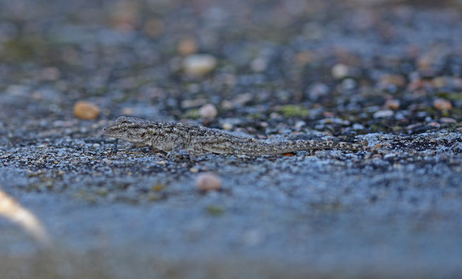 Muurgekko