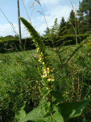 Verbascum nigrum - Zwarte toorts