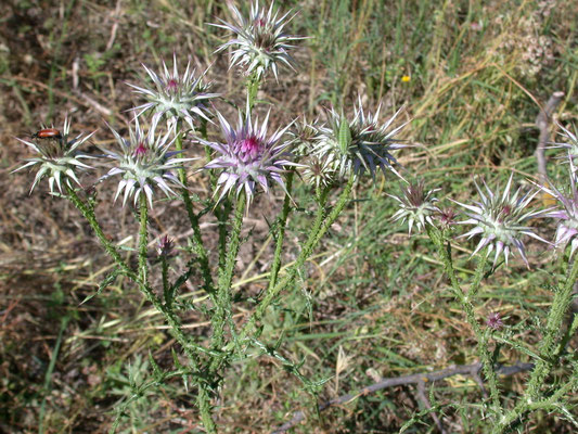 Silybum marianum - Mariadistel