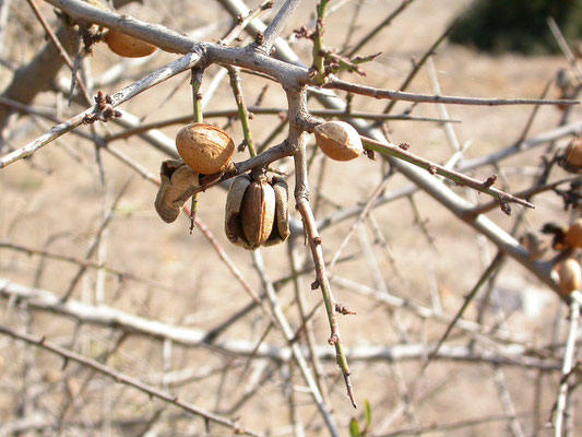 Prunus dulcis - Amandel