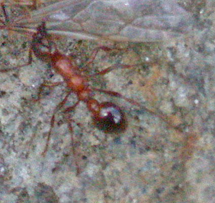 Myrmica species, Tirol, Oostenrijk
