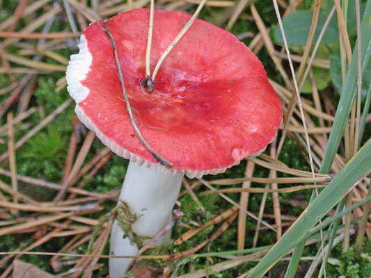 Russula emetica - Braakrussula