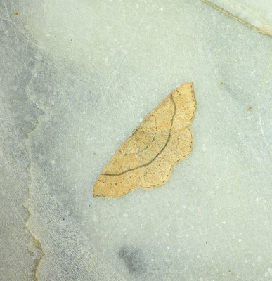 Cyclophora ruficiliaria - Geelbruine oogspanner