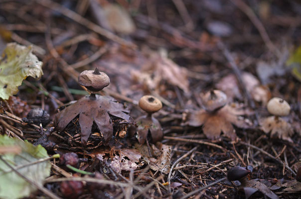 Geastrum striatum-Baretaardster