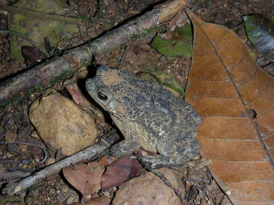 Rhinella merianae  - Granular Toad