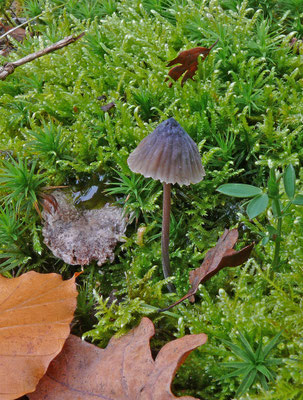 Mycena galopus var. nigra - Zwarte melksteelmycena