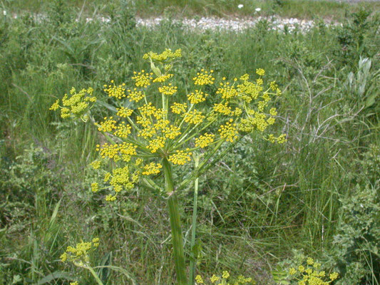Pastinaca sativa - Pastinaak