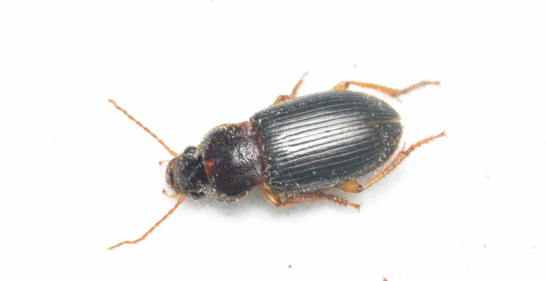 Ophonus rufibarbis - Gewone halmklimmer