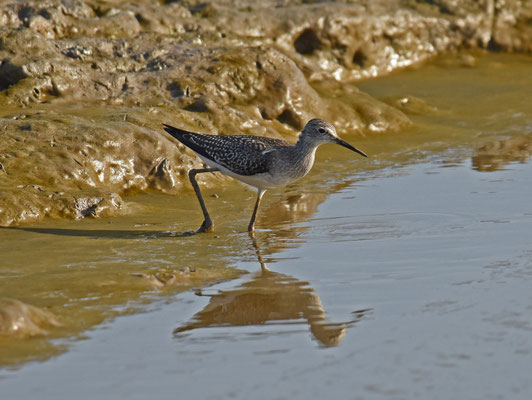 Greater Yellowlegs