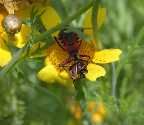 Rhinocoris iracundus