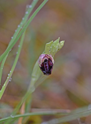 Ophrys mammosa
