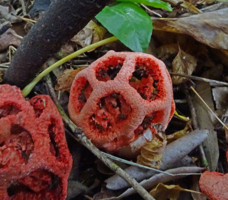 Clathrus ruber - Traliestinkzwam