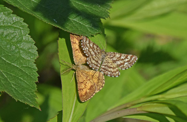 Ematurga atomaria - Gewone heidespanner