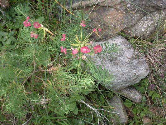 Euphorbia cyparissias - Cypreswolfsmelk