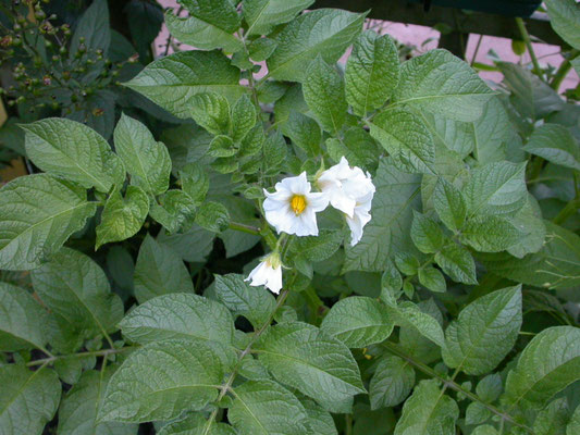 Solanum tuberosum - Aardappel