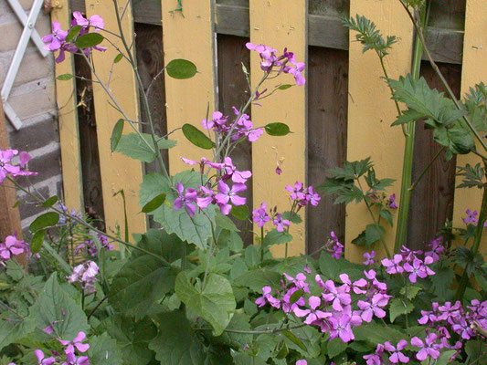 Lunaria annua - Judaspenning