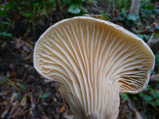 Paxillus panuoides - Ongesteelde krulzoom