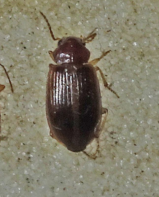 Bradycellus verbasci - Ruigterondbuik